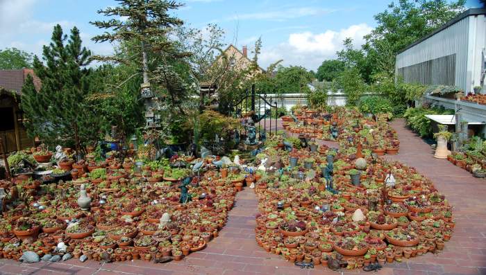 Sempervivum Dachwurz Hauswurz